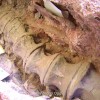 Dinosauri, estinzione di Dodo, incontro con il paleontologo Simone Maganuco