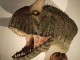 Tornano i Dinosauri, dal 19 settembre a Gubbio