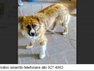 Cagnolino cerca i suoi padroni, è di piccola taglia e si è smarrito