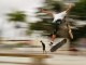 Con skateboard a folle velocità sulla discesa del Bottaccione, segnalati Quattro giovani segnalati dai Carabinieri, si riprendevano pure con la web cam