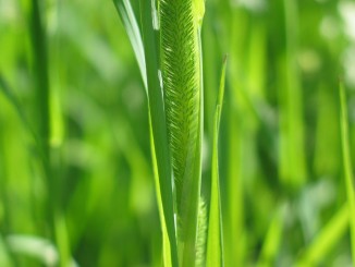 Conoscere e usare le erbe spontanee, iniziativa dell'Associazione Micologica Eugubina