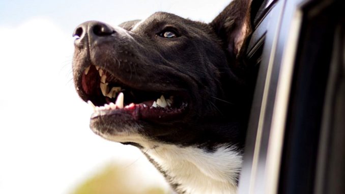 Gualdo Tadino, i cani posso entrare nei musei, polo museale è pet friendly