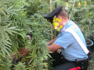 Aveva piantagione di marijuana, carabinieri ne sequestrano dieci piante
