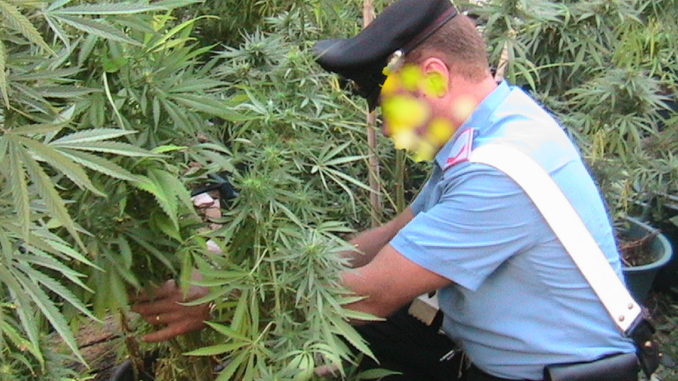 Aveva piantagione di marijuana, carabinieri ne sequestrano dieci piante