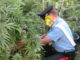Aveva piantagione di marijuana, carabinieri ne sequestrano dieci piante