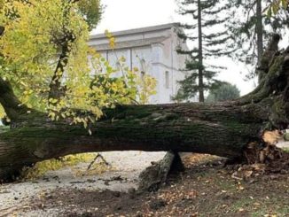 Stato di salute alberi di Piazza 40 Martiri a Gubbio, proseguono verifiche e sopralluoghi