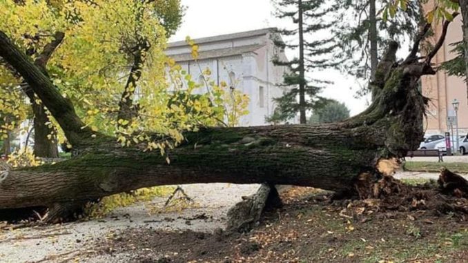 Stato di salute alberi di Piazza 40 Martiri a Gubbio, proseguono verifiche e sopralluoghi