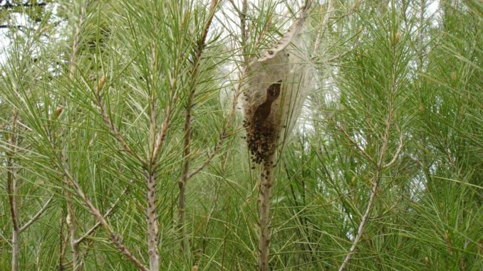 Campagna Regionale per Combattere la Processionaria del Pino
