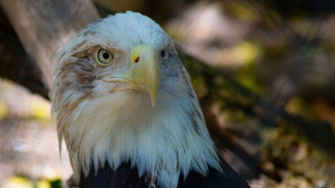 Gli fa eco anche la presidente onorario della Lega Italiana dei Diritti dell'Animale che sottoscrive la lettera della signora Lucilla
