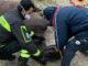 Un cavallo è caduto a Schiagni di Nocera, ferito lievemente