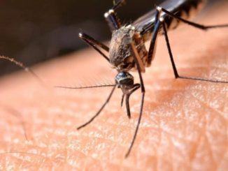 Misure preventive contro le zanzare a Gualdo Tadino