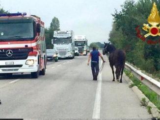 Intervento congiunto per recuperare cavallo a spasso sulla Variante