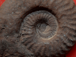 Extinction, alla mostra dei dinosauri arriva una nuova sezione di fossili