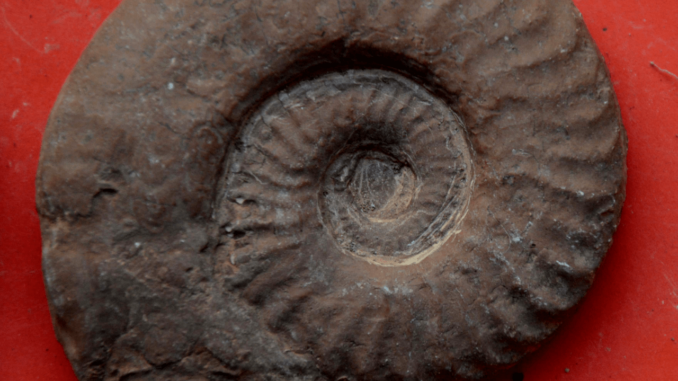 Extinction, alla mostra dei dinosauri arriva una nuova sezione di fossili