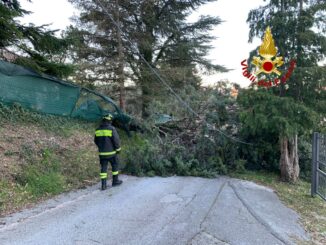 Albero si schianta a Gualdo in Via Otello Sordi, tranciati cavi Enel