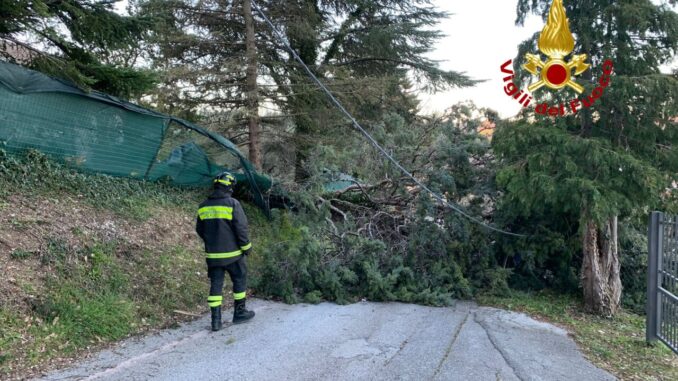 Albero si schianta a Gualdo in Via Otello Sordi, tranciati cavi Enel