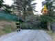 Albero si schianta a Gualdo in Via Otello Sordi, tranciati cavi Enel