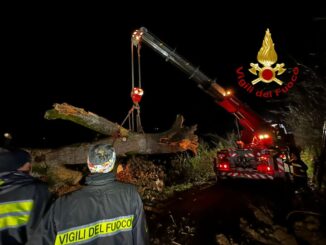Vigili del Fuoco di Gaifana Rimuovono una Quercia Secolare