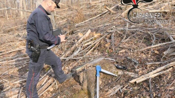 Lavoratori in nero, extracomunitari e senza permesso di soggiorno in una ditta boschiva