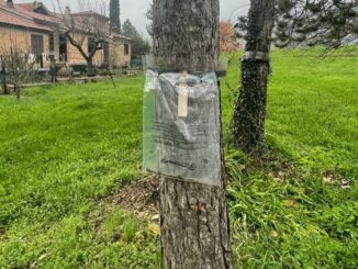 Processionarie, partita la bonifica nei parchi pubblici