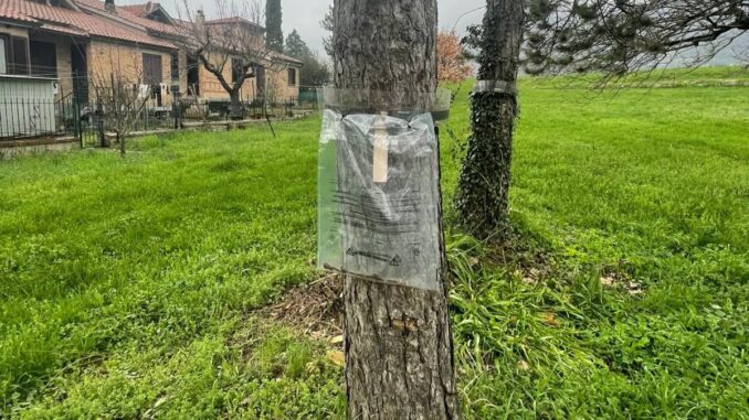 Processionarie, partita la bonifica nei parchi pubblici Processionarie, partita la bonifica nei parchi pubblici