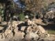 Protesta per la devastazione del giardino storico di Gubbio