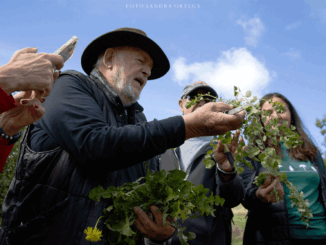 Scoprire le erbe spontanee con "Andar per erbe"