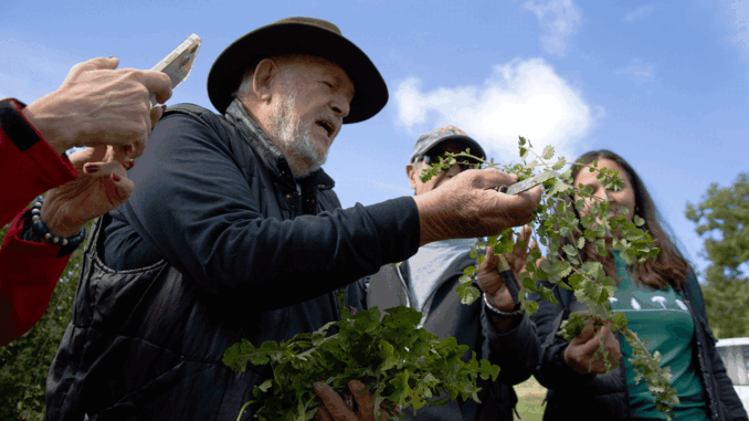 Scoprire le erbe spontanee con "Andar per erbe"