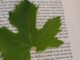 La Biblioteca Comunale di Gualdo Tadino presenta "I segreti delle piante"