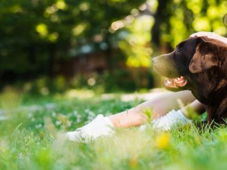 Divieto ai cani nei parchi, Rifare Gualdo: scelta sbagliata