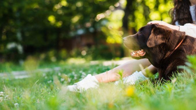 Divieto ai cani nei parchi, Rifare Gualdo: scelta sbagliata
