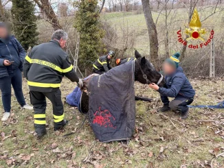 Verricello e soccorso a Nocera Umbra: salvata una cavalla