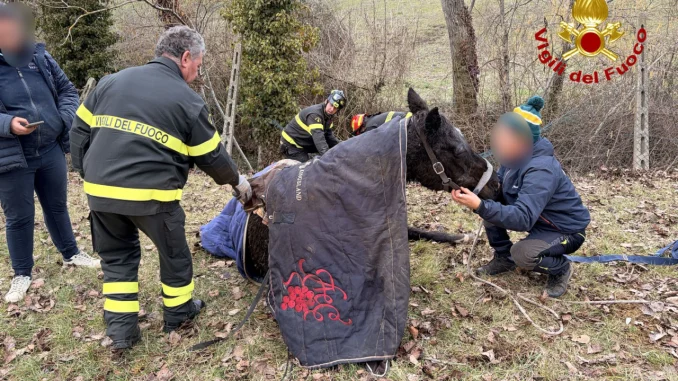 Verricello e soccorso a Nocera Umbra: salvata una cavalla
