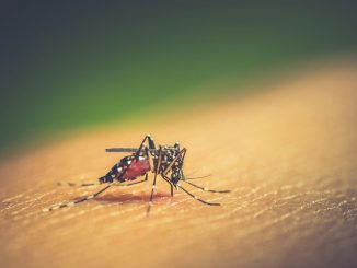 Zanzare, Gualdo Tadino, ordinanza, prevenzione, USL Umbria 1, larvicidi, condomini, pneumatici, rifiuti, allevamenti, sicurezza, ambiente, trattamenti, controlli, sanzioni