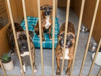 Pitbull di Gubbio cercano famiglia dopo la morte del padrone